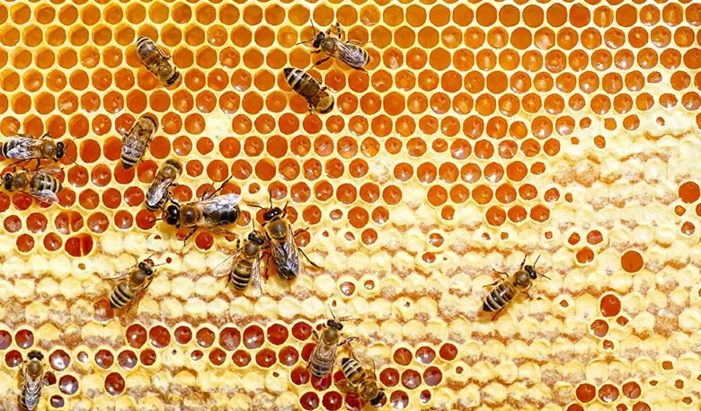 Beehive-macro_large-min