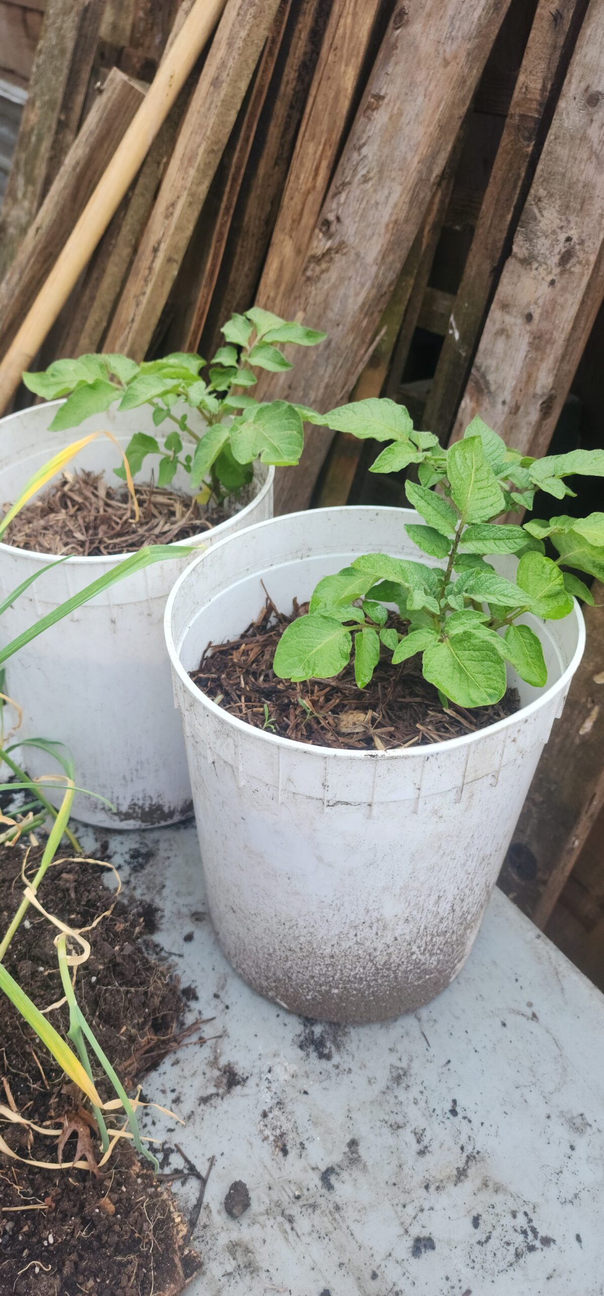 Potatoes-1