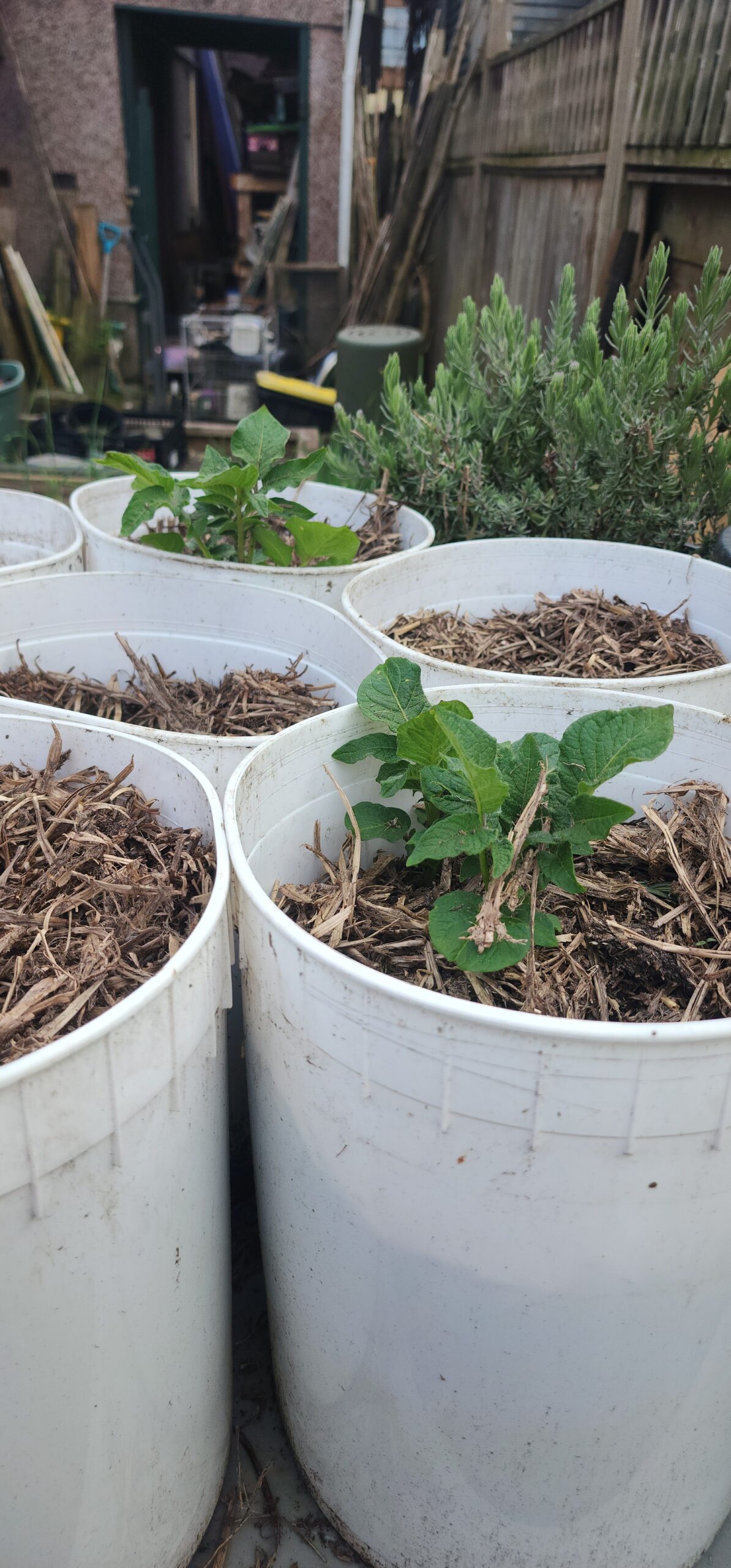 potatoes-3