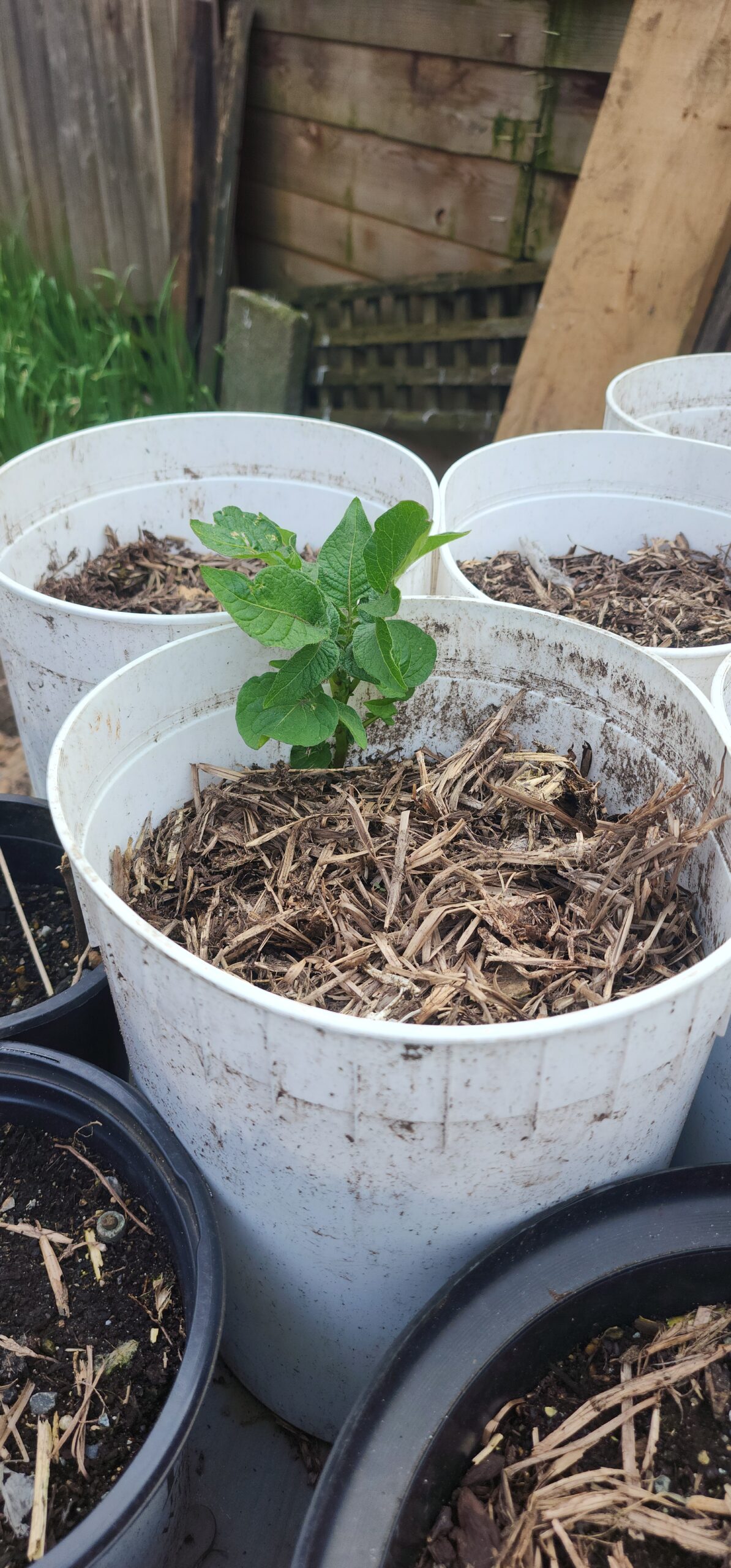 potatoes-4